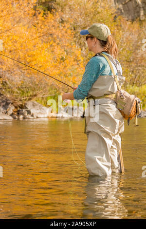 Eine Frau streifen ihre Linie durch ihre Rute und Rolle beim Fischen entlang dem Poudre River im Norden von Colorado. Stockfoto