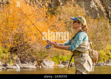 Eine Frau fliegen Fischen entlang dem Poudre River im Norden von Colorado. Stockfoto