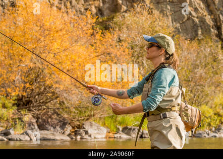 Eine Frau fliegen Fischen entlang dem Poudre River im Norden von Colorado. Stockfoto