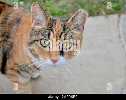 Schöne Orange, Schwarz und Weiß wilde Katze mit ein abgeschnittenes Ohr. Close Up. Porträt. Kopieren Sie Platz. Stockfoto