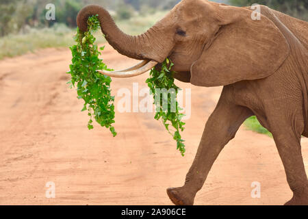 Foto von Elefanten laufen mit Weinreben hängen von Ihren Mund und erweiterten Stamm Lighthearted. ( Stockfoto