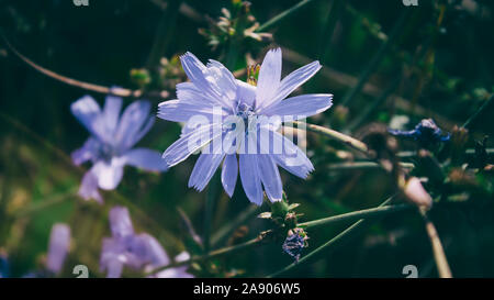 Gemeinsame Zichorie. Endivien. Honig Anlage. Floral background. Stockfoto