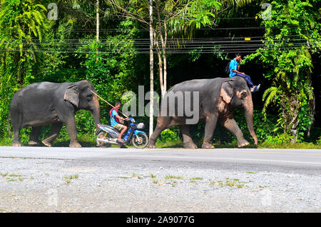 Handler, die die asiatischen Elefanten, wo Sie arbeiten als trekking Elefanten in Phang Nga Town Thailand Asien. Stockfoto