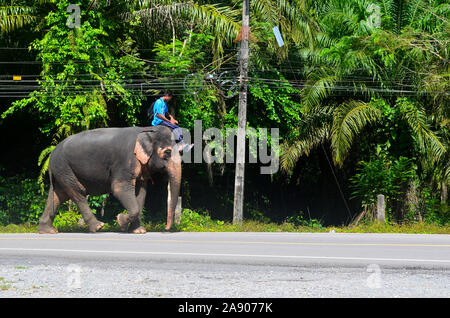 Handler, die die asiatischen Elefanten, wo Sie arbeiten als trekking Elefanten in Phang Nga Town Thailand Asien. Stockfoto