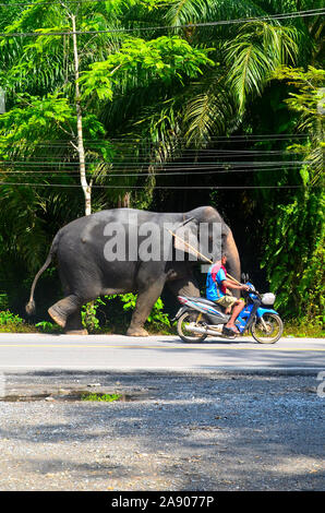 Handler, die die asiatischen Elefanten, wo Sie arbeiten als trekking Elefanten in Phang Nga Town Thailand Asien. Stockfoto