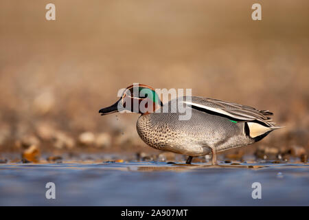 Eurasischen teal, Anas crecca, Norfolk, Großbritannien Stockfoto