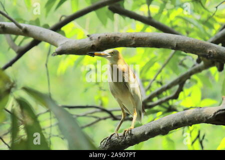 Indische Teich Heron (Ardeola grayii) Zucht im Gefieder, sitzen auf einem Zweig in Sundarbans Delta Region West Bengalen in Indien Stockfoto