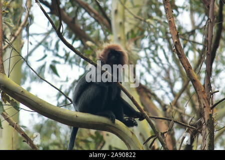 Endemische Nilgiri Langur (Semnopithecus johnii) auf einem Ast in Mudumalai Nationalpark in Tamil Nadu in Indien sitzen Stockfoto