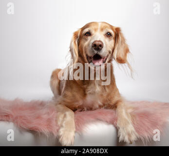 Schöne braune Mongrel hunter Hund liegend auf einem rosa Teppich auf weißem Hintergrund Stockfoto