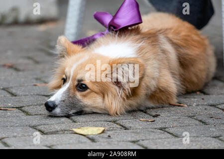 Welsh Corgi legte sich auf den Gehweg Pflaster - Bild Stockfoto