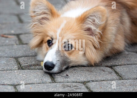 Welsh Corgi legte sich auf den Gehweg Pflaster - Bild Stockfoto