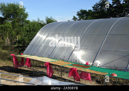 Getrocknete Kaffeekirschen. Gewächshaus solar Drying System Stockfoto