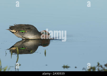 Eine atemberaubende männlichen Teal, Anas crecca, Plantschen für Lebensmittel am Rande eines Süßwasser-See, an der Küste von Norfolk. Stockfoto