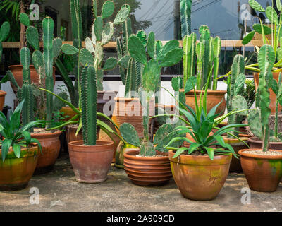 Verschiedene Kakteen. Viele, viele Kakteen Pflanzen, Outdoor. Hoch Kaktus in Terracotta Töpfen Dekoration vor dem weißen Gebäude. Stockfoto