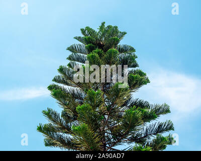 Top von Green Pine Tree gegen den blauen Himmel Hintergrund. Leere Weihnachtsbaum. Stockfoto