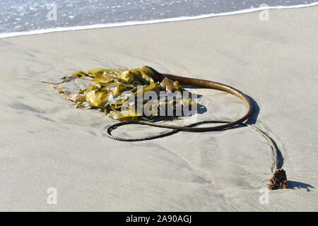 Ein kelp Pflanze liegt in einem Stapel auf den Strand in Watsonville, Kalifornien. Stockfoto