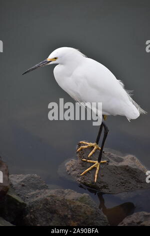 Ein snowy egret (Egretta thula) auf den Felsen neben Moss Landing Hafen. Stockfoto