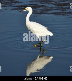 Ein snowy egret (Egretta thula) in der Gezeiten- Mündung der Alten Salinas River nieder. Stockfoto