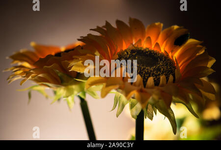 Sonnenblume Szene, realistische, aber künstliche Hintergrundbeleuchtung polyester Sonnenblumen als Dekoration angeordnet Stockfoto