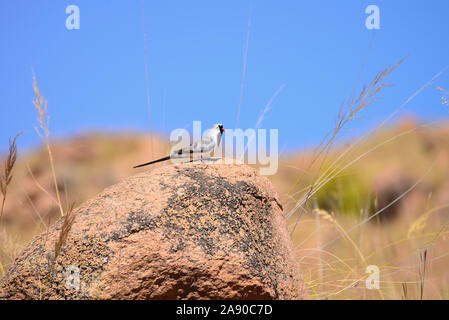 Männliche Namaqua dove (Oena capensis) O.C. aliena auf einem Felsen vor blauem Himmel thront. Stockfoto