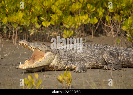 Salzwasser Krokodil, Crocodilus porosus, Sundarbans, West Bengal, Indien Stockfoto