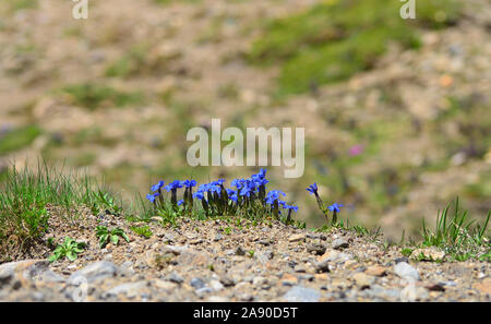 Bayrische Enzian (Gentiana bavarica) Alpenblumen. Nationalpark hohe Tauern, Österreich Stockfoto