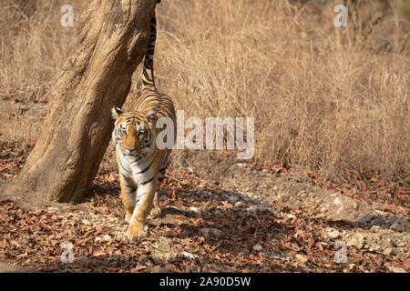 Baras, Royal Bengal Tiger Panthera tigris, Pench Tiger Reserve, Maharashtra, Indien Stockfoto