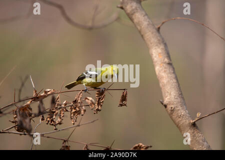 Gemeinsame Iora, Aegithina tiphia, Pune, Maharashtra, Indien Stockfoto