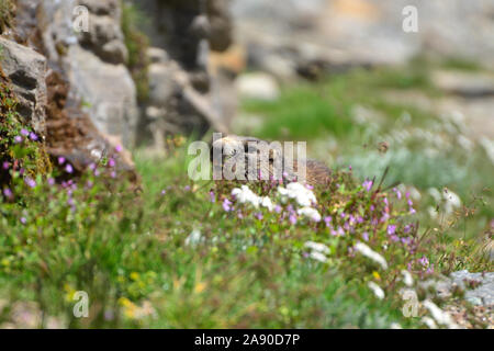 Murmeltier (Marmota marmota) auf alpinen Blumenwiese im Sommer. Österreichische Alpen, Österreich Stockfoto