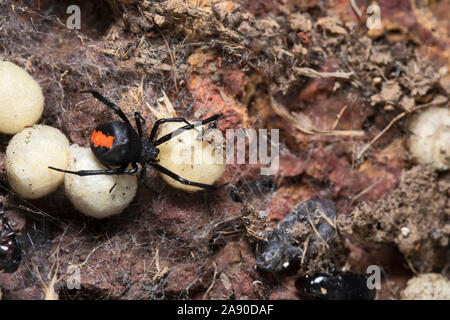 Weibliche Redback-Spinne mit Eiern, Latrodectus hasseltii, Satara, Indien Stockfoto