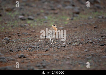 Indische Renner Jugendkriminalität, Cursorius coromandelicus, Pune, Maharashtra, Indien Stockfoto