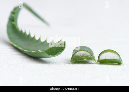 Aloe Vera Blätter auf weißem Hintergrund. Stockfoto