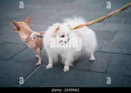 Zwei kleine süße Hunde der Rasse Chihuahua und ein Spitz an der Leine bei einem Spaziergang rund um die Stadt Stockfoto