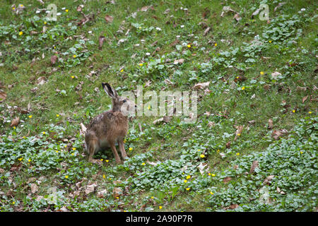 Feldhase (Lepus Europaeus) Stockfoto