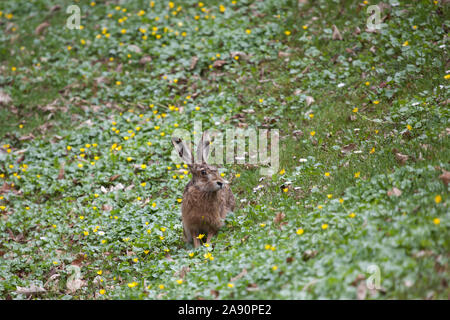 Feldhase (Lepus Europaeus) Stockfoto