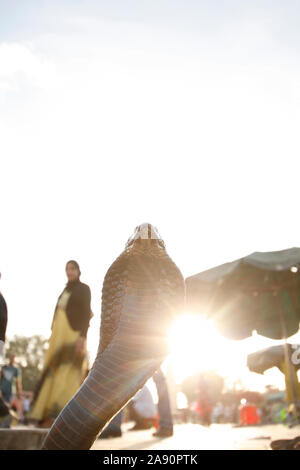 Cobra. Djemaa el-Fna, marrakech, Marrakesch, Marokko, Nordafrika, Afrika, Stockfoto