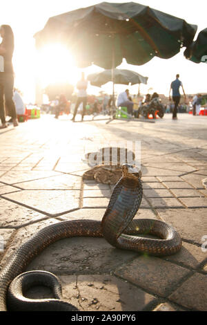 Cobra. Djemaa el-Fna, marrakech, Marrakesch, Marokko, Nordafrika, Afrika, Stockfoto