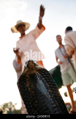 Cobra. Djemaa el-Fna, marrakech, Marrakesch, Marokko, Nordafrika, Afrika, Stockfoto