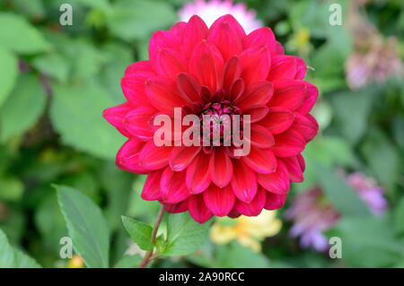 Dahlie (Dekorative) Arabische Nacht. Stockfoto