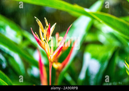 Parrot's Beak oder Falscher Paradiesvogel, Rote heliconia unter dem Regen. Auch mit Namen Parrot's Beak, Sittich Blume bekannt, Parrot's Blume, Parrot's Stockfoto