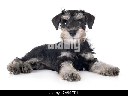 Zwergschnauzer Welpen vor weißem Hintergrund Stockfoto