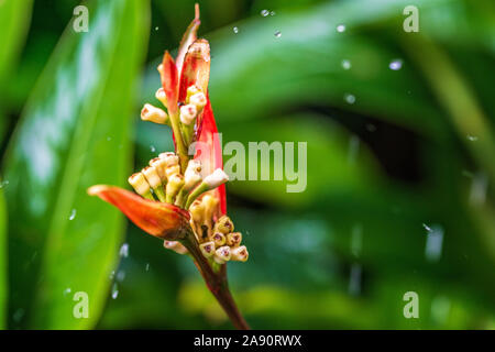 Parrot's Beak oder Falscher Paradiesvogel, Rote heliconia unter dem Regen. Auch mit Namen Parrot's Beak, Sittich Blume bekannt, Parrot's Blume, Parrot's Stockfoto