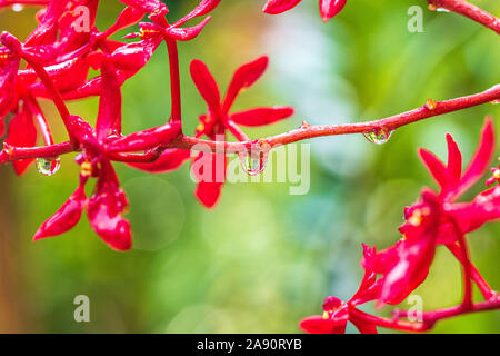 Wassertropfen bilden Rote Orchidee Blumen nach Regen. Unscharfer Hintergrund mit leeren Kopie Platz für Text. Stockfoto