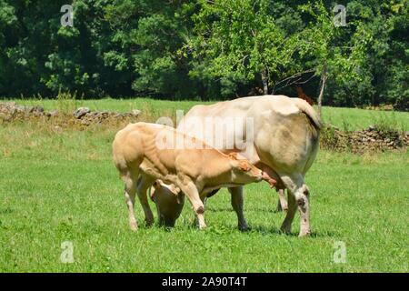 Ein Kalb saugt Milch vom Euter seiner Mutter, die Kuh Stockfoto