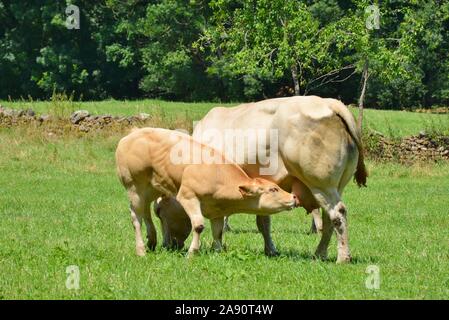 Ein Kalb saugt Milch vom Euter seiner Mutter, die Kuh Stockfoto