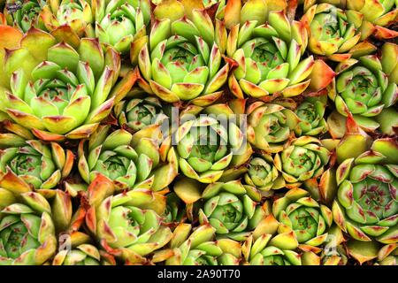 Sempervivum tectorum, eine Pflanze namens Allgemeine hauswurz Stockfoto