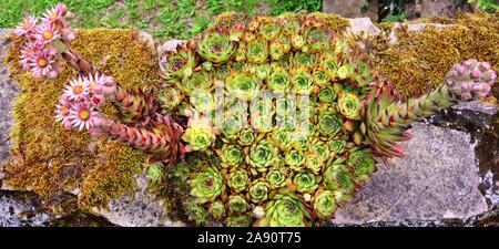 Sempervivum tectorum, eine Pflanze namens Allgemeine hauswurz Stockfoto