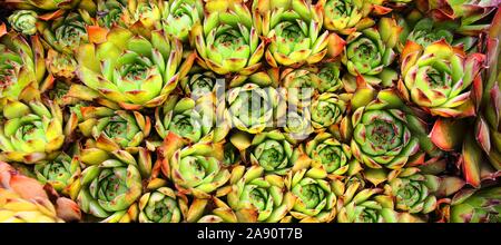 Sempervivum tectorum, eine Pflanze namens Allgemeine hauswurz Stockfoto