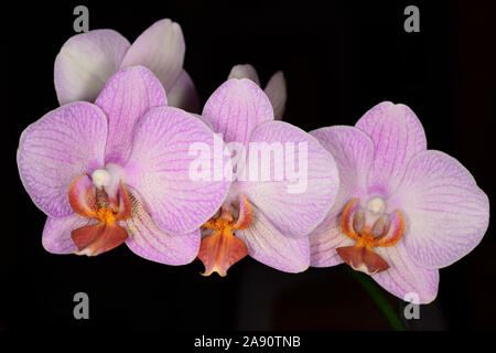 Orchid oder Orchidaceae Phalaenopsis. Nahaufnahme von drei vanned Blütenblatt rosa Blüten mit. Stockfoto