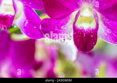 Rosa lila Orchideen mit tropfendem Wasser Tropfen nach Regen an einem heißen Sommertag Stockfoto